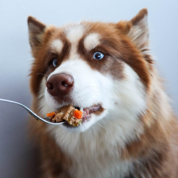 Terrine de poulet et agneau 400g - Humide "Petite balade"