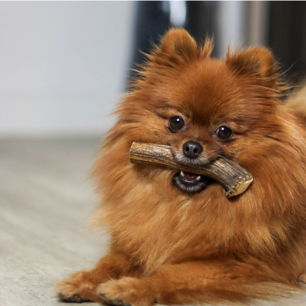 Bois de cerf entier pour chien – Tailles S