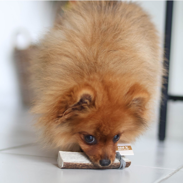Bois de cerf tranché naturel pour chien
