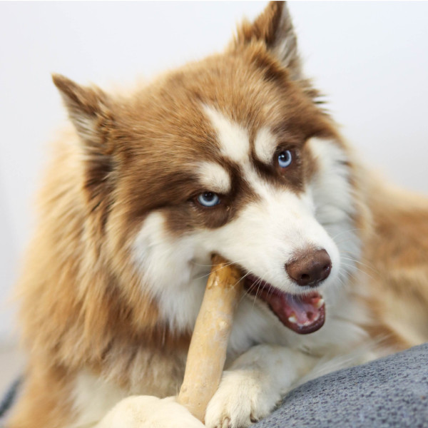 Bois de caféier pour chien
