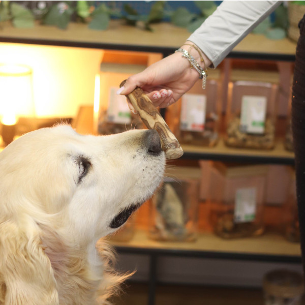 Bois d'olivier pour chien