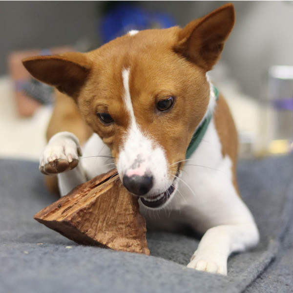Racine de bruyère pour chien