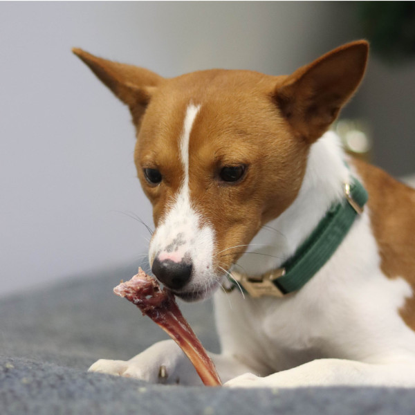 Os de jambon sous-vide pour chien