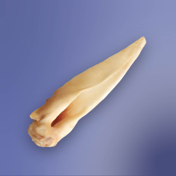 Oreilles d’agneau - 100g