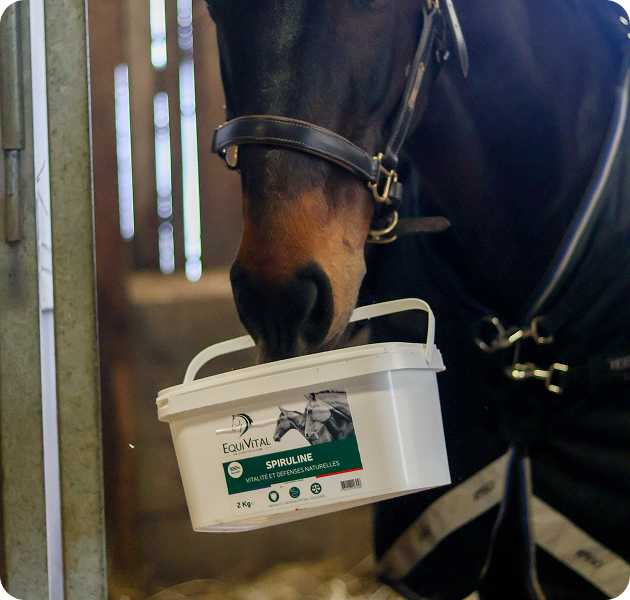 Cheval avec un complément alimentaire Equivital